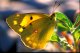 ..::Colias Croceo::..